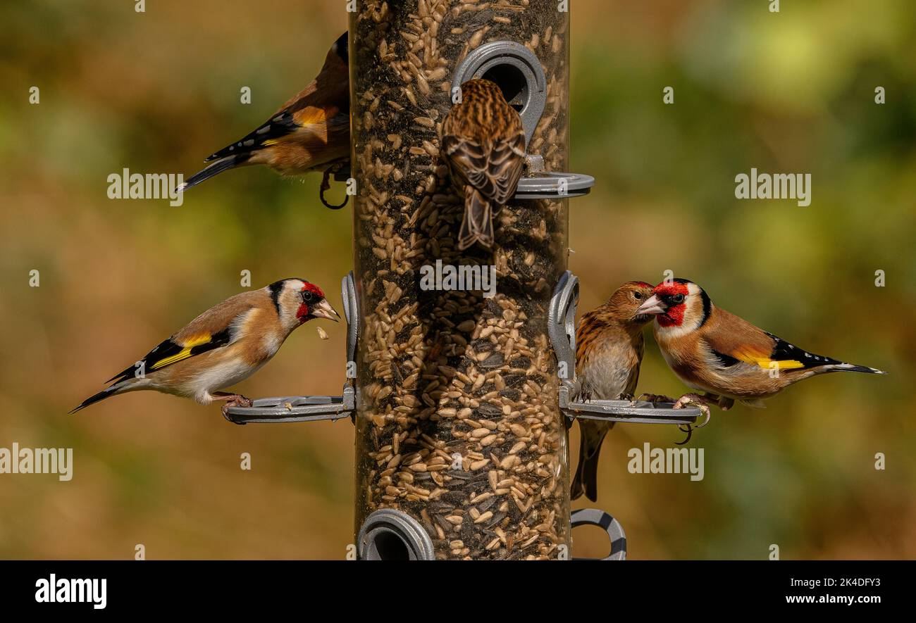 Bird feeder Woodland per finches, con alimentazione Goldfinches e Lesser Redpolls. Blashford Lakes, Hampshire. Foto Stock