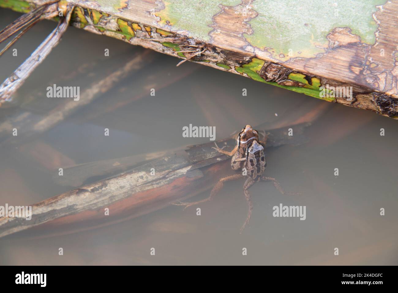 ciclo di riproduzione della rana. Foto Stock