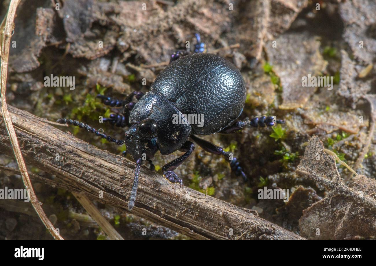 Beetle dal naso più piccolo, Timarcha goettingensis, su praterie di gesso, Dorset. Foto Stock