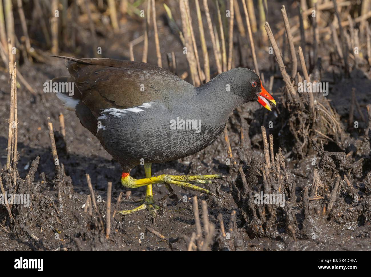 Moorhen, Gallinula chloropus, che si nutrono lungo il bordo di un letto di canna. Foto Stock