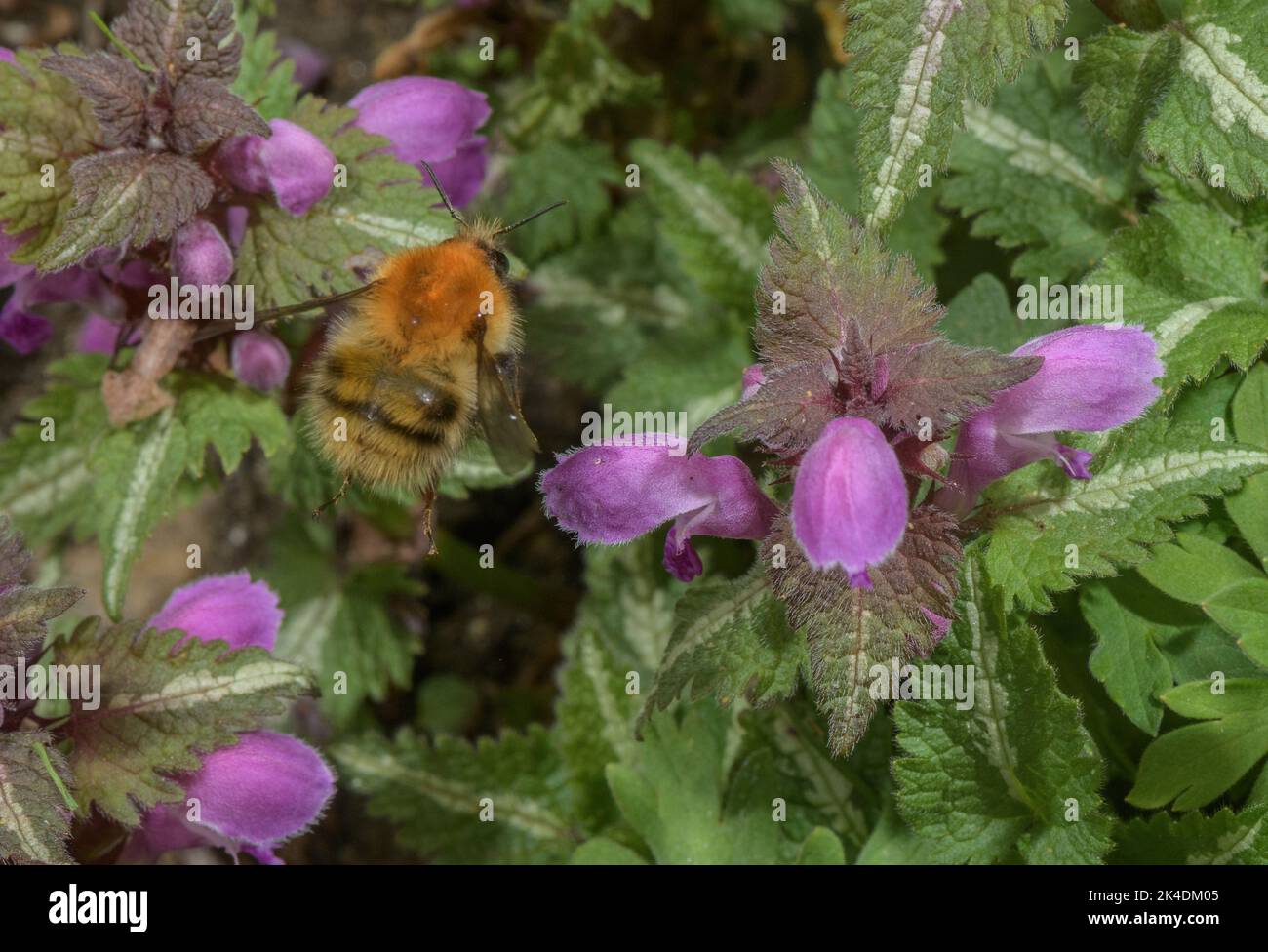 Common Carder Bee, Bombus pascuorum, visita spotted-ortica morta, Lamium maculatum all'inizio della primavera. Foto Stock