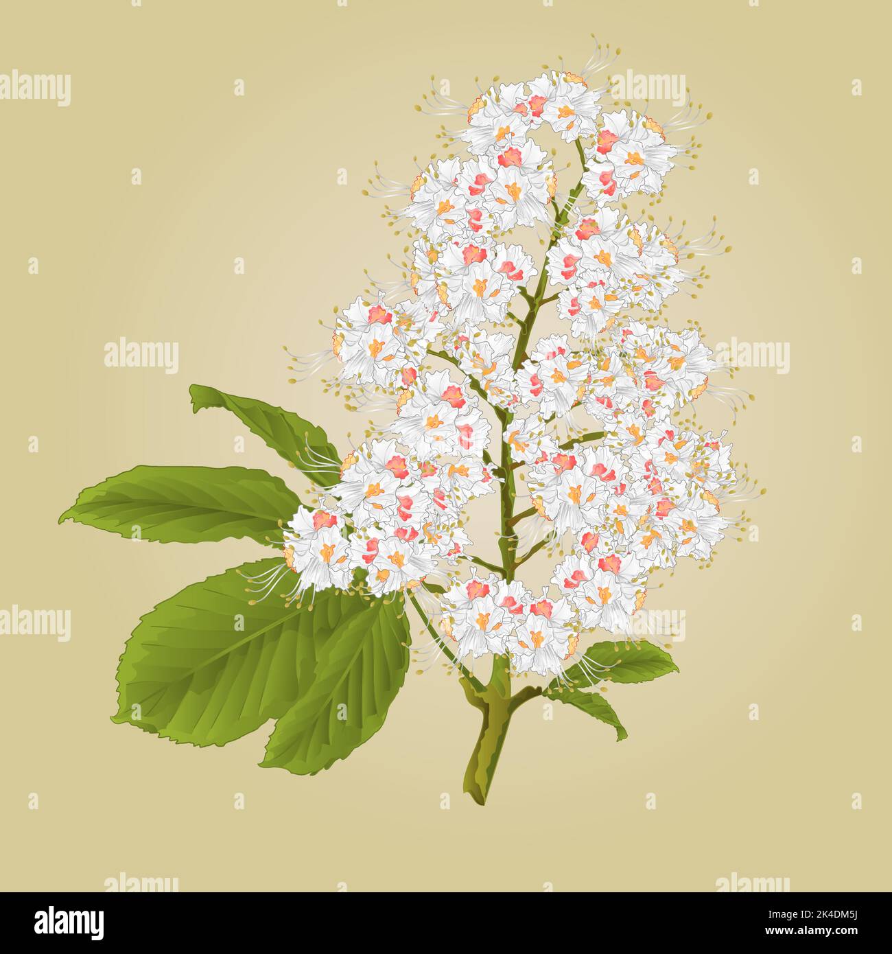 Castagno fiore con foglie vintage vettore illustrazione Illustrazione Vettoriale