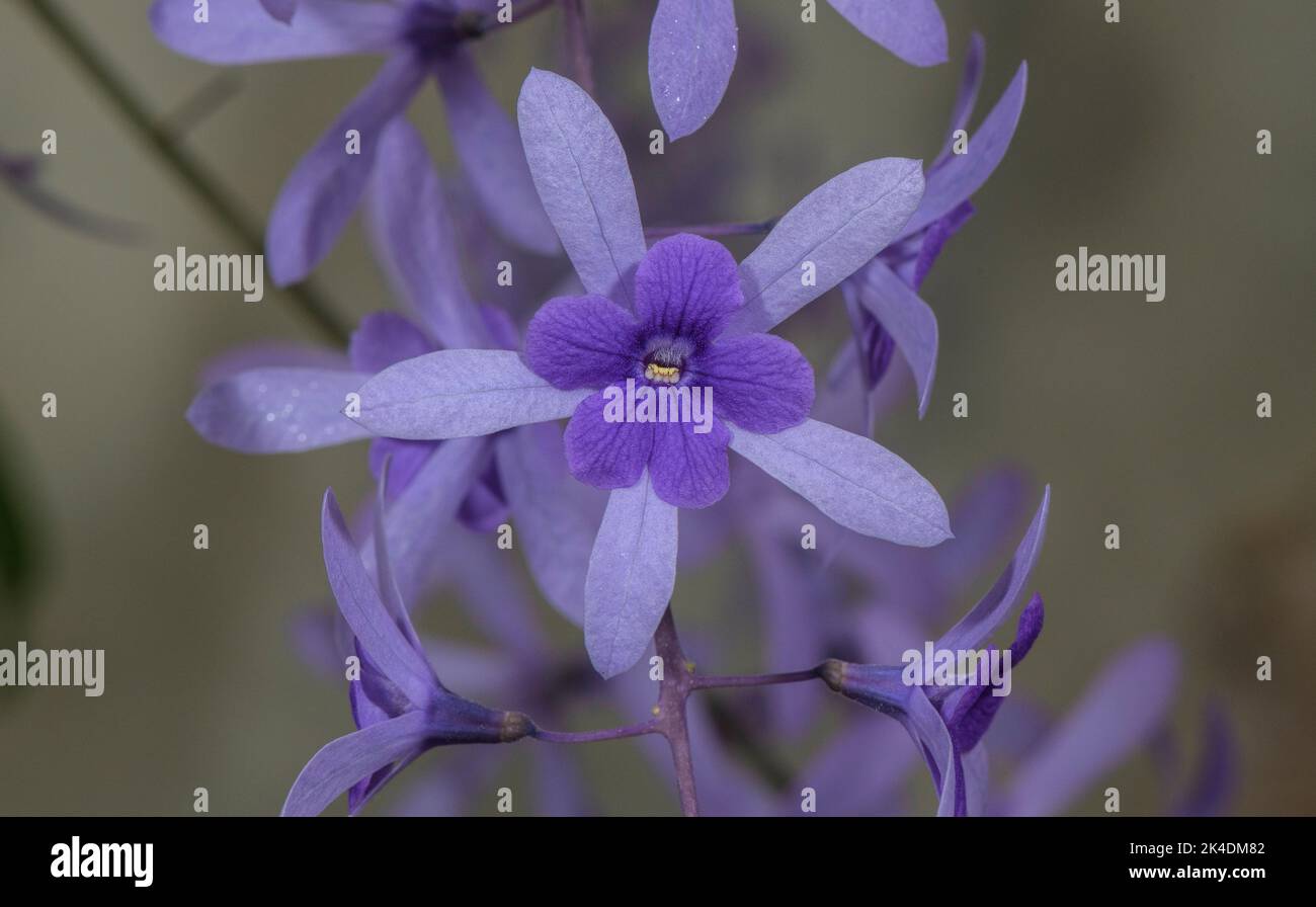 Un arrampicatore tropicale, corona viola, Petrea volubilis, in coltura, dall'America tropicale. Foto Stock