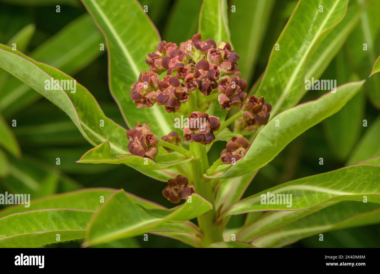 Canary sprurge, Euphorbia mellifera, da Madeira e le isole Canarie. Foto Stock