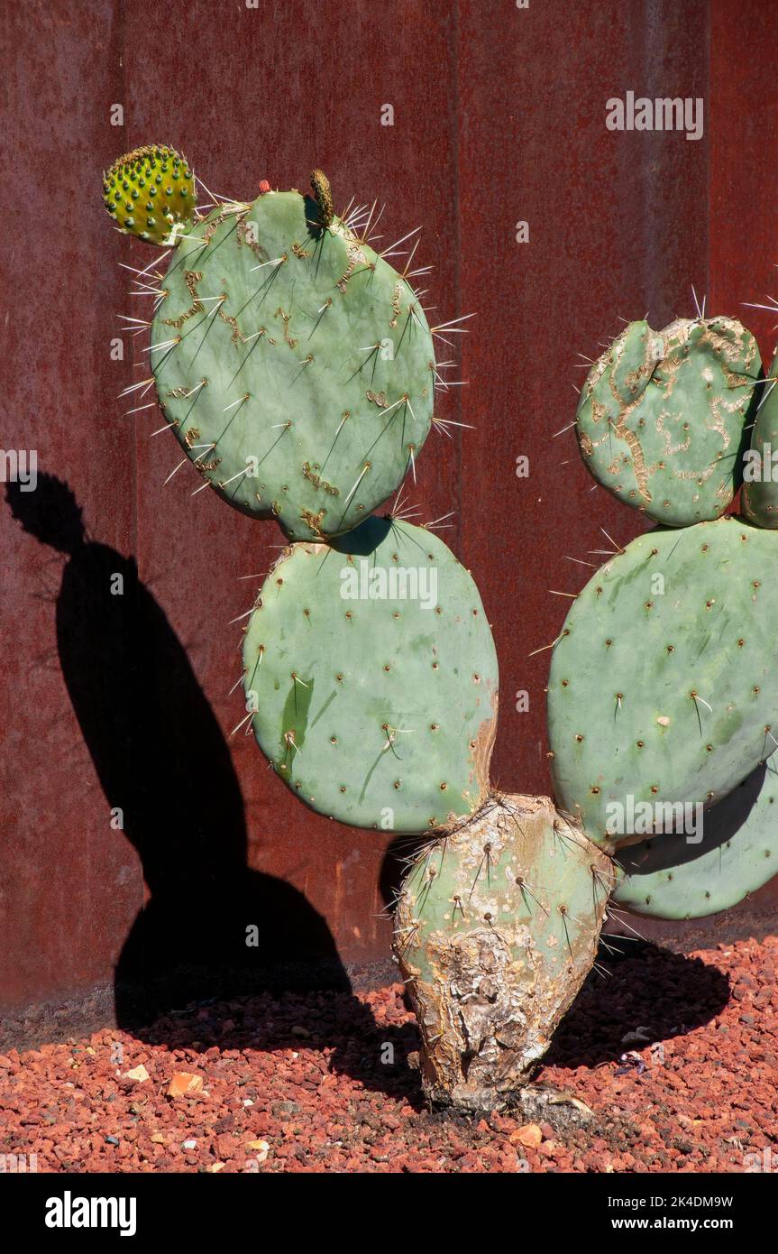 Sydney Australia, opuntia robusta cactus pagaia con ombra contro recinto Foto Stock