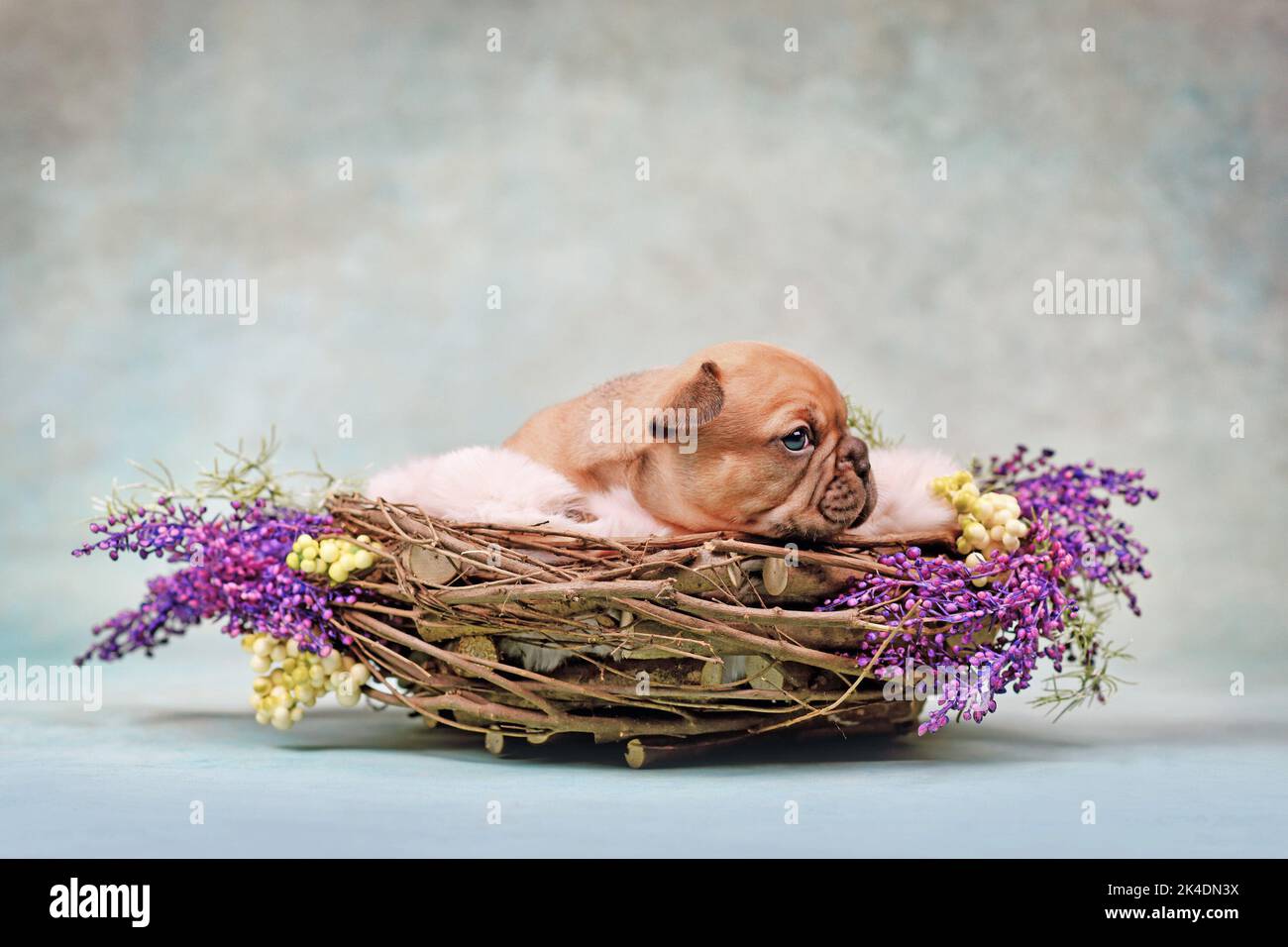 Red Fawn cane Bulldog francese cucciolo in nido animale decorato con fiori Foto Stock