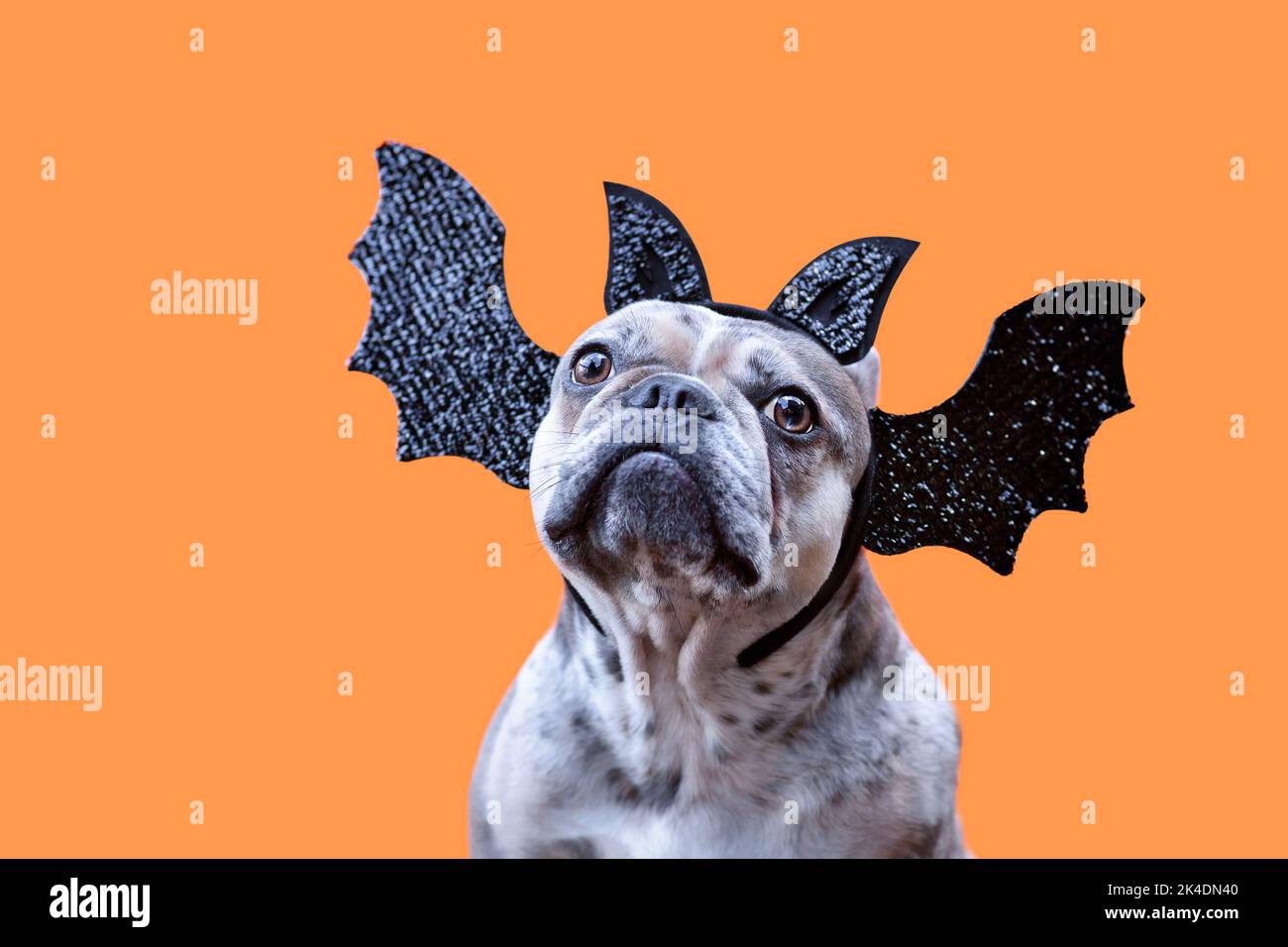 Cane Bulldog francese che indossa la fascia di Halloween con ali e orecchie su sfondo arancione Foto Stock