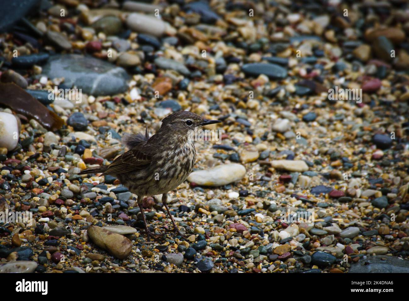 Rock Pipit (Anthus petrosus) in una spiaggia di ciottoli sull'isola di Howth, Irlanda Foto Stock