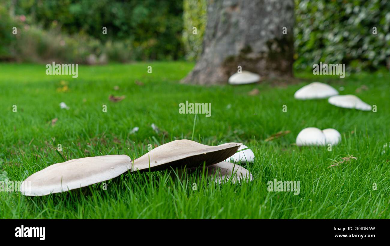 Funghi che crescono in un anello di fata su un prato in crepuscolo luce del mattino presto Foto Stock