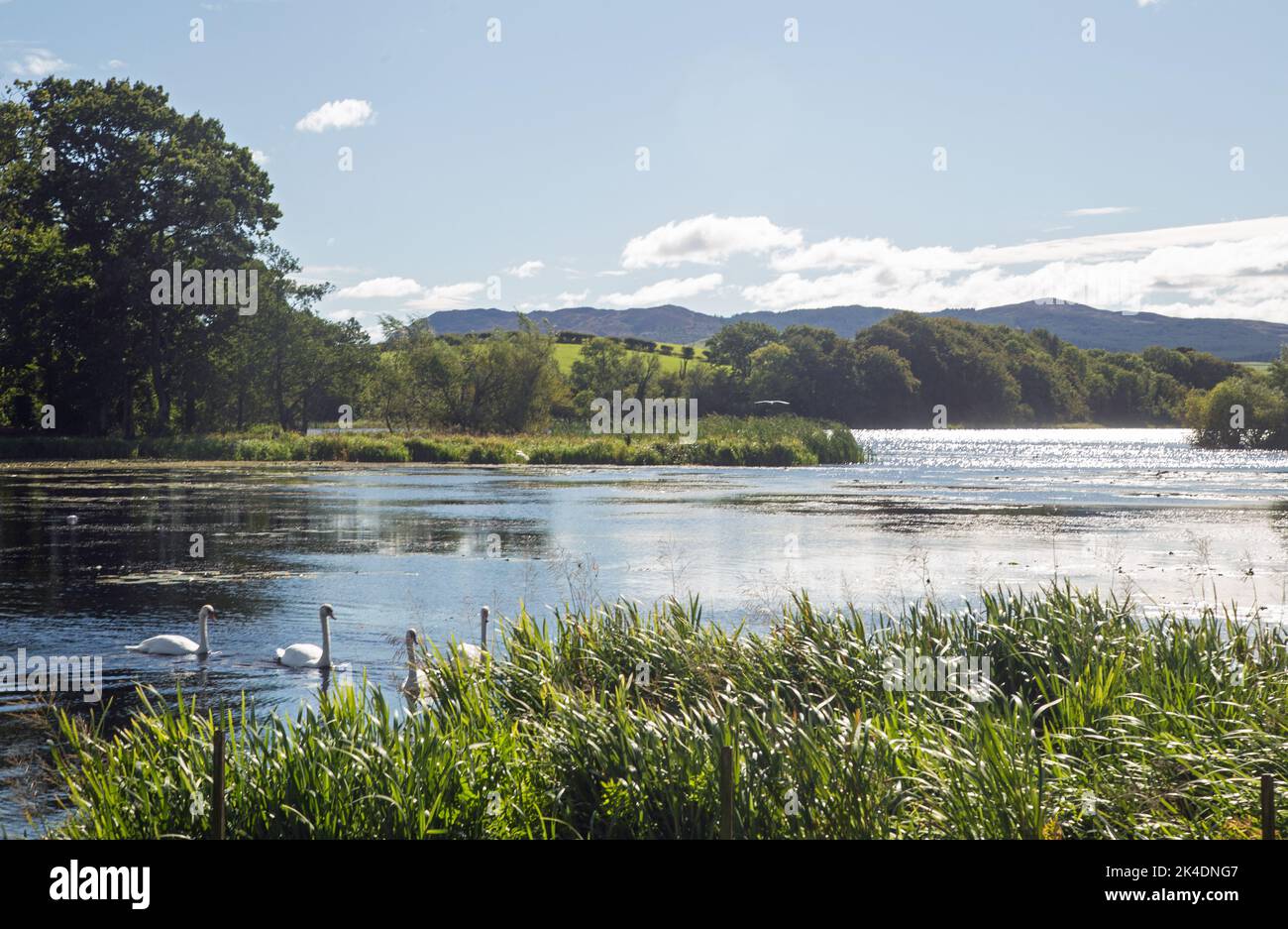 Cigni sul lago Carlingwark, Castle Douglas, KirkcudBrightshire, Dumfries & Galloway, Scozia. Foto Stock