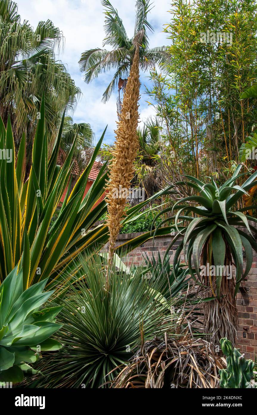 Sydney Australia, dasylirion wheeleri con gambo di fiore nel giardino di cactus Foto Stock