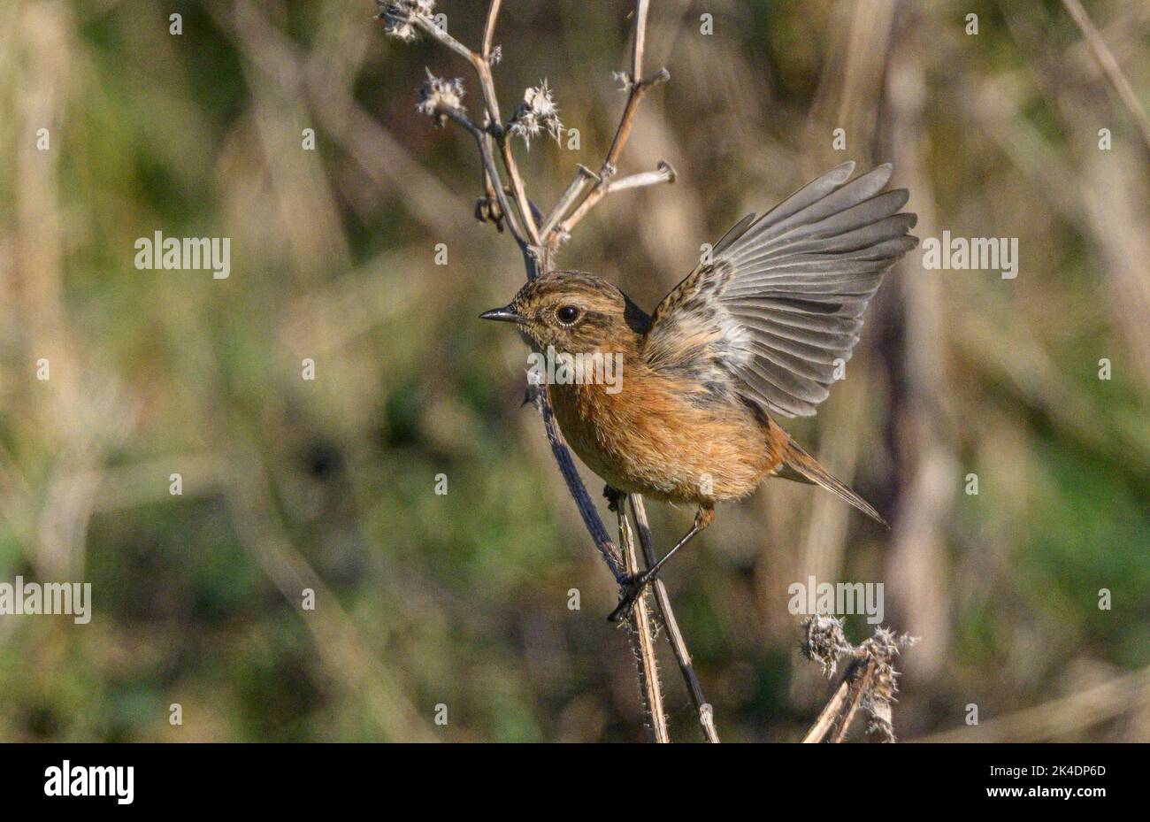 Donna Stonechat, Saxicola rubicola, arroccata sulla vegetazione a metà inverno Foto Stock