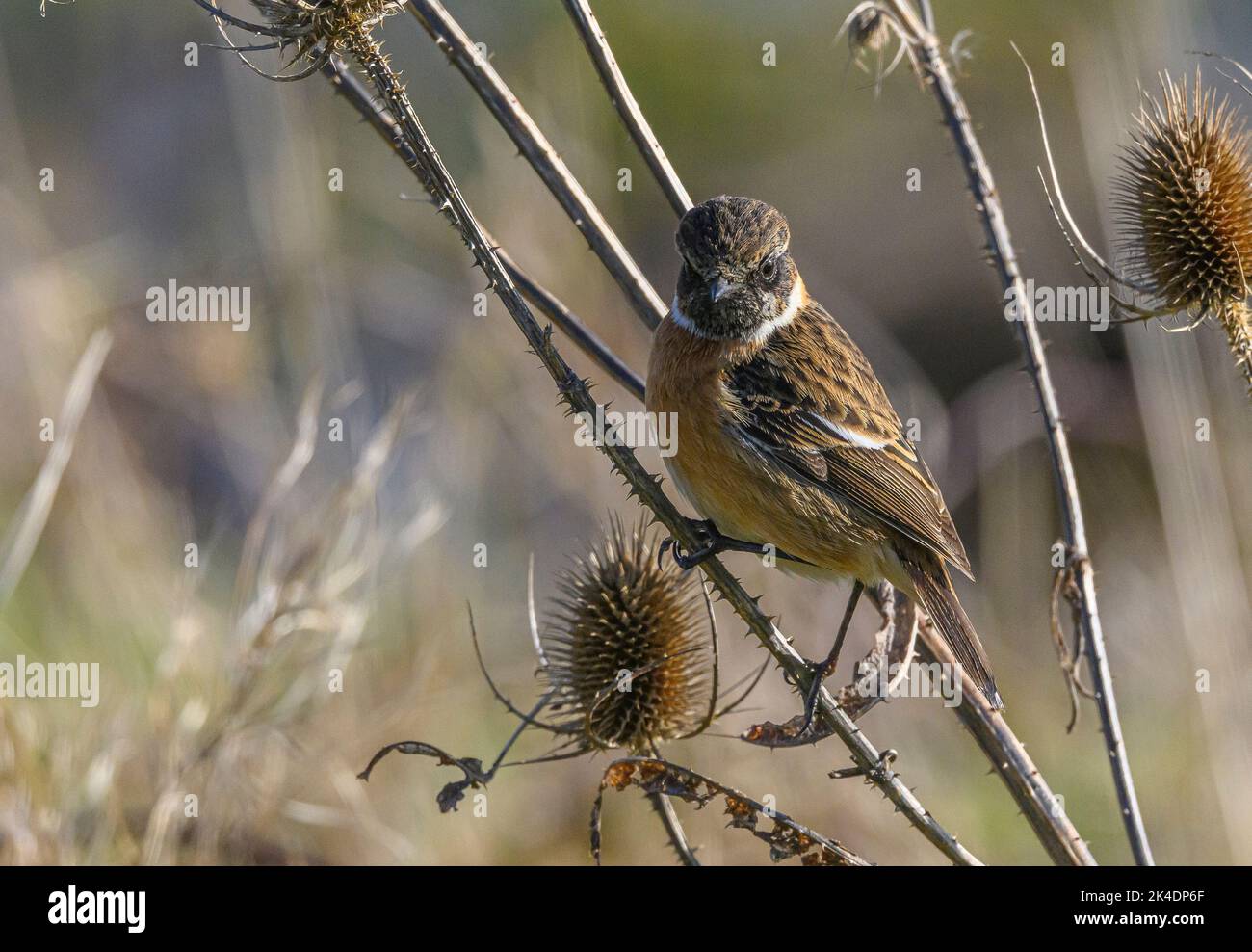 Stonechat maschio, Saxicola rubicola, arroccato sulla vegetazione a metà inverno. Foto Stock
