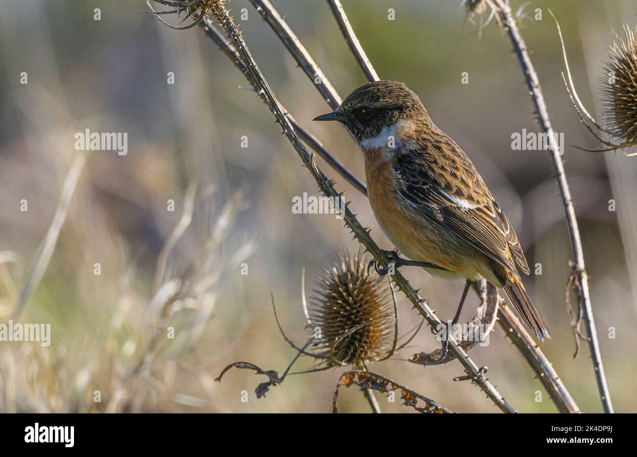 Stonechat maschio, Saxicola rubicola, arroccato sulla vegetazione a metà inverno. Foto Stock