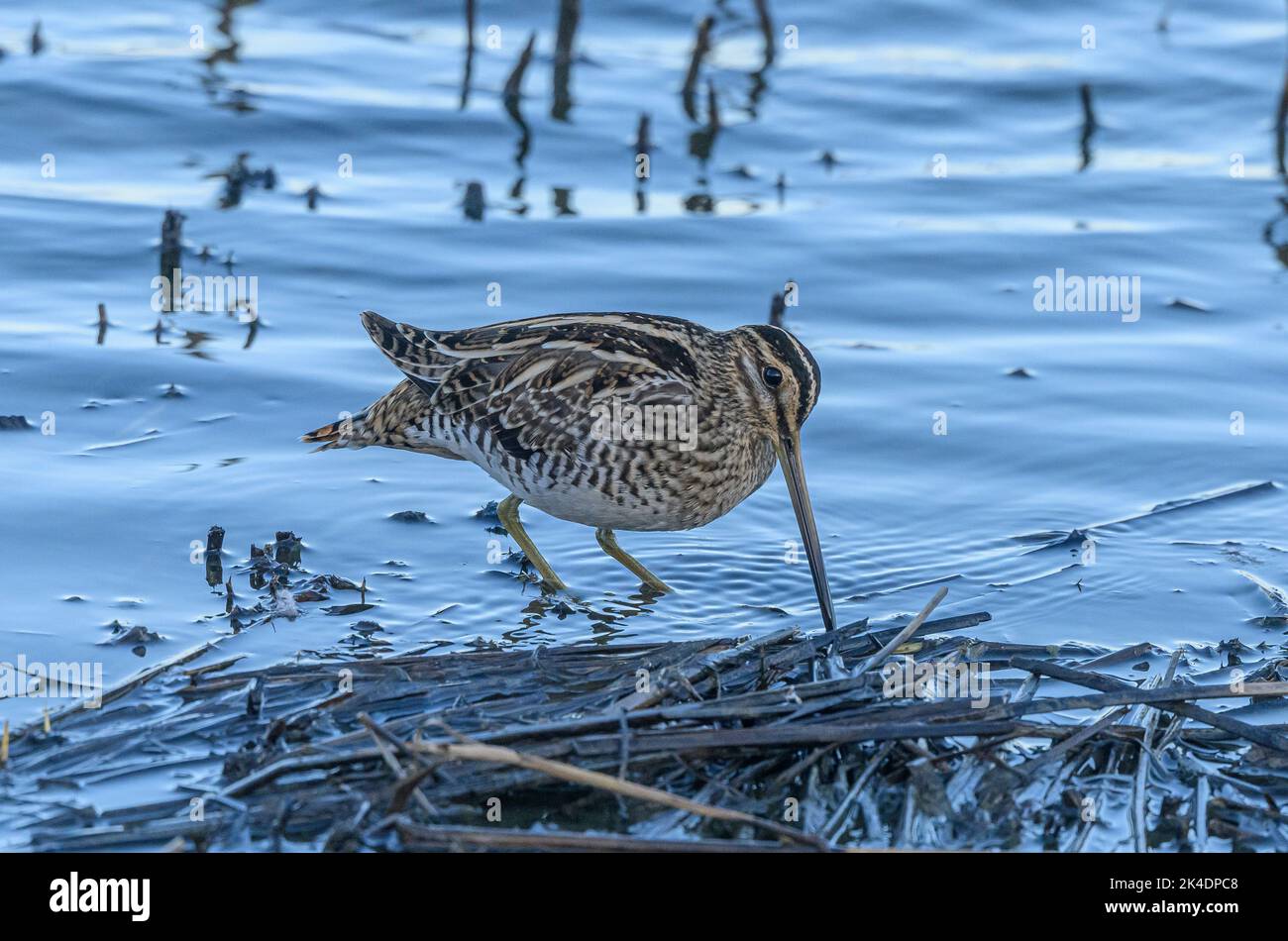 Cecchino comune, Gallinago gallinago, che si nutrono lungo il bordo della laguna costiera, a metà inverno. Foto Stock