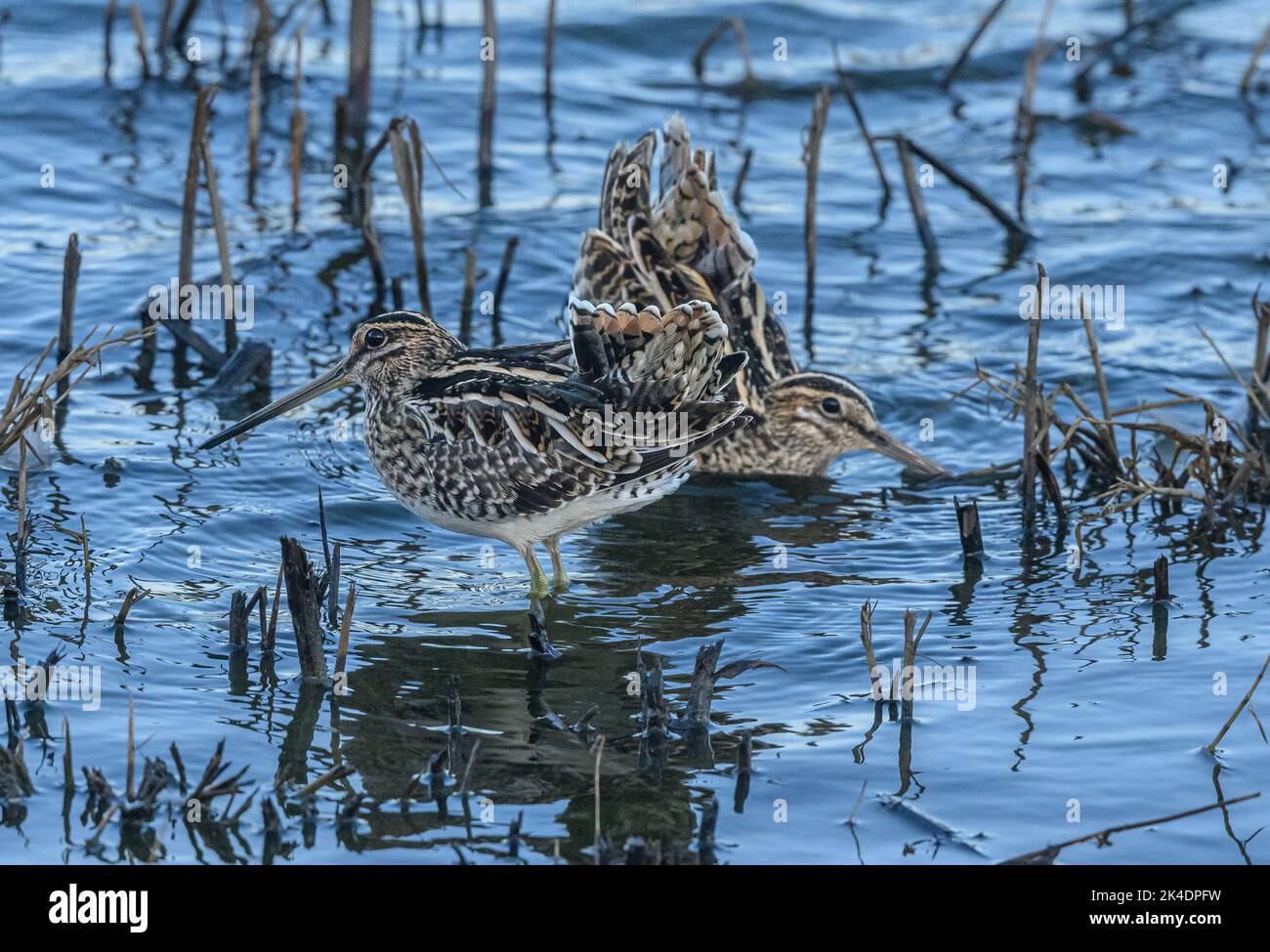 Due cecchini comuni, Gallinago gallinago, che si nutrono lungo il bordo della laguna costiera, a metà inverno. Foto Stock