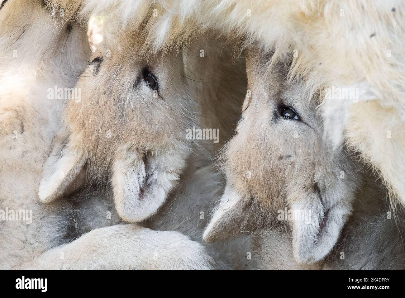 Arctic i cuccioli lupo allattamento Foto Stock