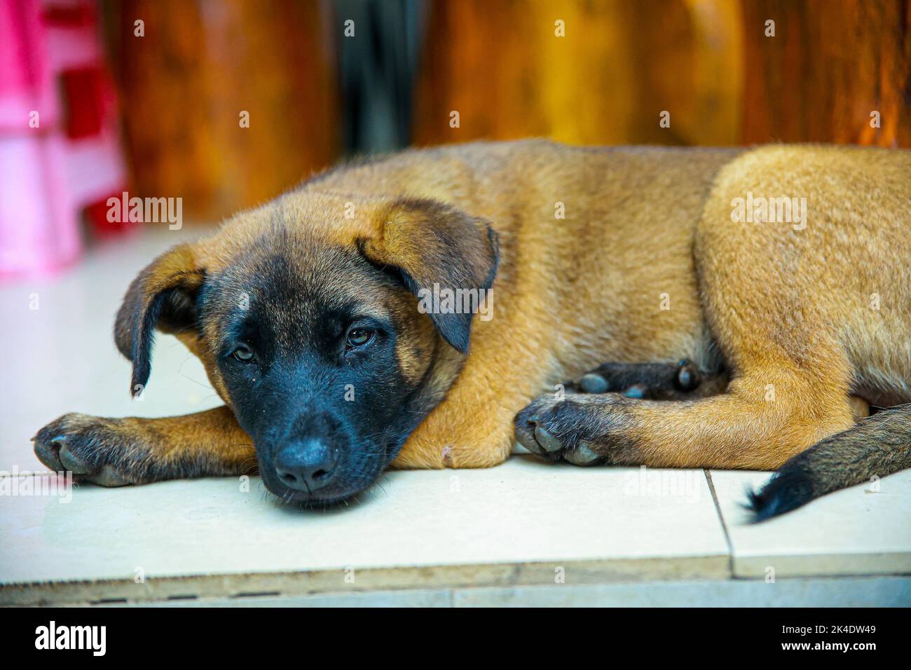 Marrone Puppy nel giardino che riposa sul terreno Foto Stock