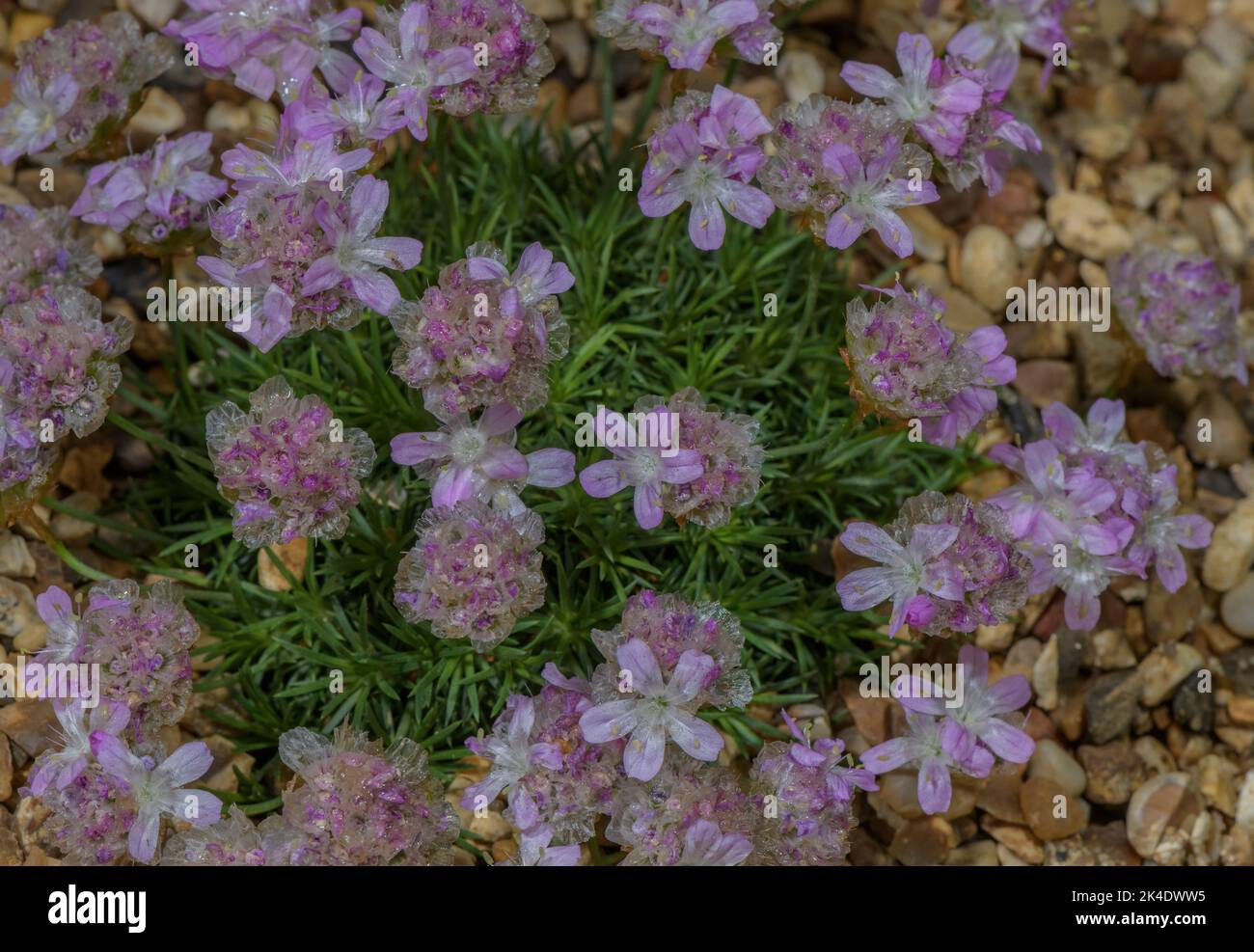 Fioritura di ginepro, Armeria juniperifolia, in fiore in giardino alpino. Foto Stock