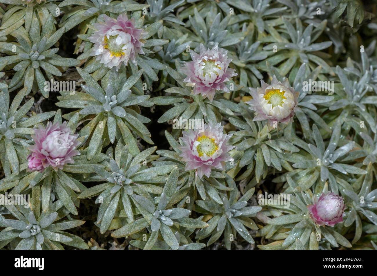 Helichrysum arwae, in fiore; dallo Yemen Foto Stock