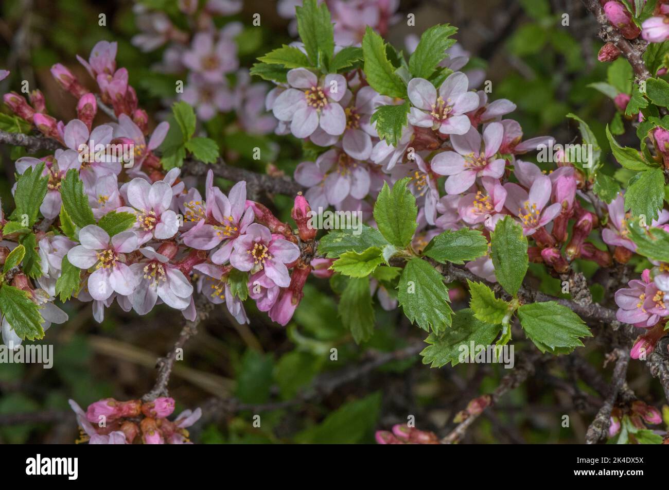 Ciliegia di montagna, Prunus prostrata, in fiore. Montagne dell'Europa meridionale. Foto Stock