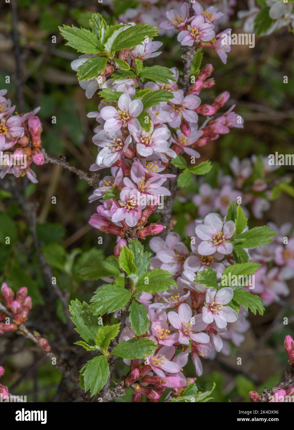 Ciliegia di montagna, Prunus prostrata, in fiore. Montagne dell'Europa meridionale. Foto Stock