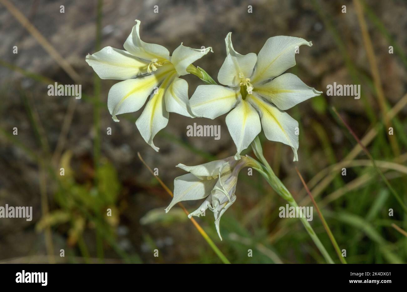 Gladiolo sempre fiorito, Gladiolo tristis in fiore. Sudafrica. Foto Stock