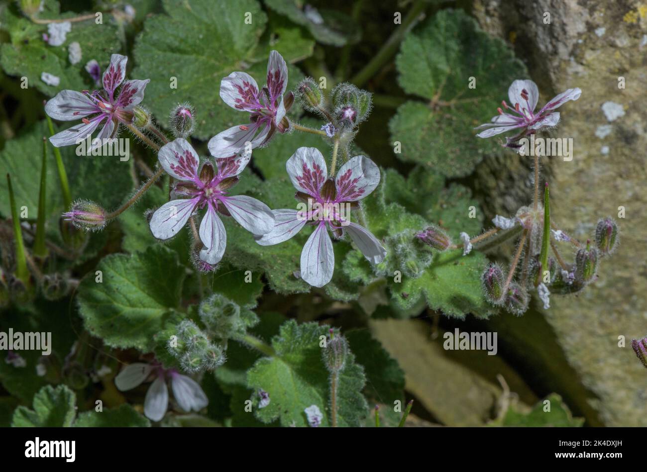 Becco di cicogna a tre foglie, Erodium trifolium var trifolium, in fiore, Nord Africa. Foto Stock