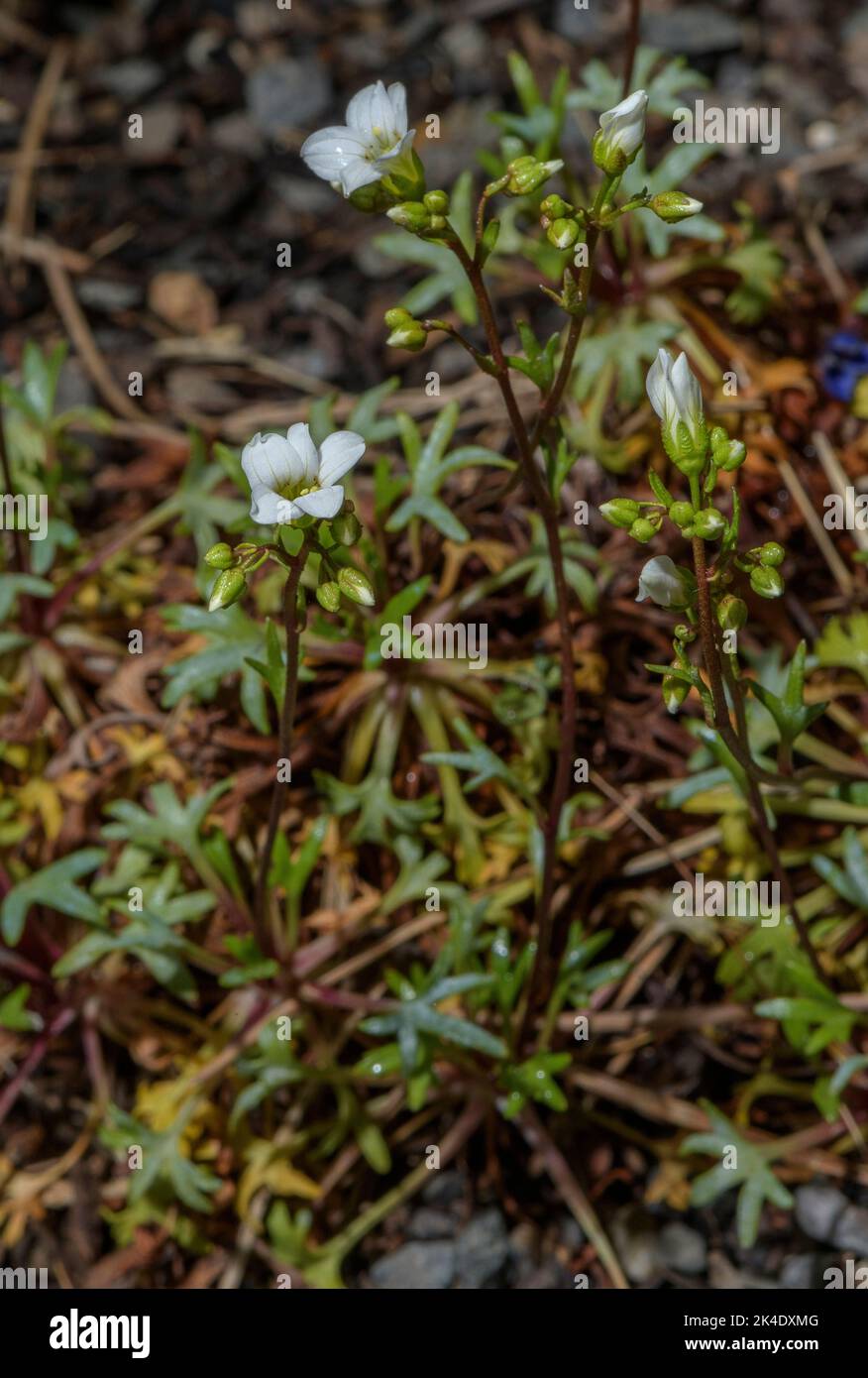 Saxifrage, Saxifraga fragilis subsp fragilis, Saxifraga fragilis in fiore nel sud-ovest della Francia. Foto Stock