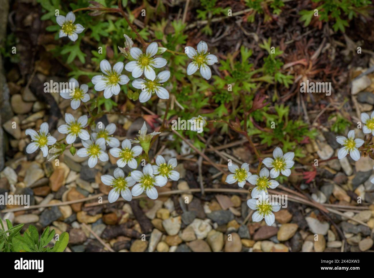 Saxifraga fragilis subsp. Paniculata, in fiore; Spagna Centrale & Orientale. Foto Stock