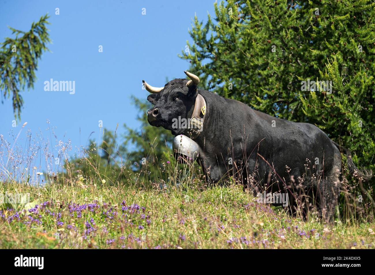 Mucca di Erene di colore nero su un pascolo alpino sopra Ovronnaz, Vallese, Svizzera Foto Stock