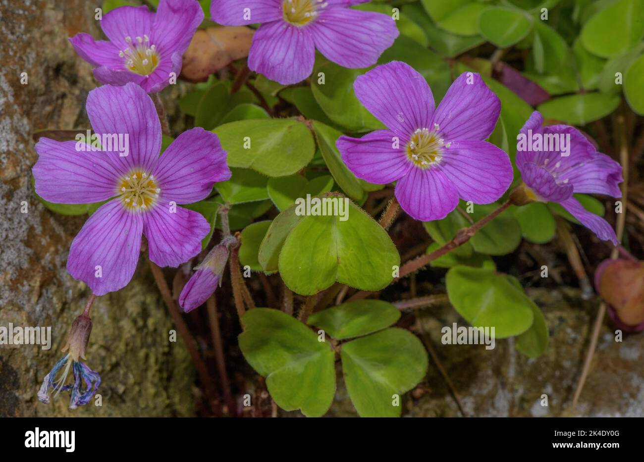 Sorgo di sequoia, Oxalis oregana, in fiore. Foreste di sequoie in California. Foto Stock