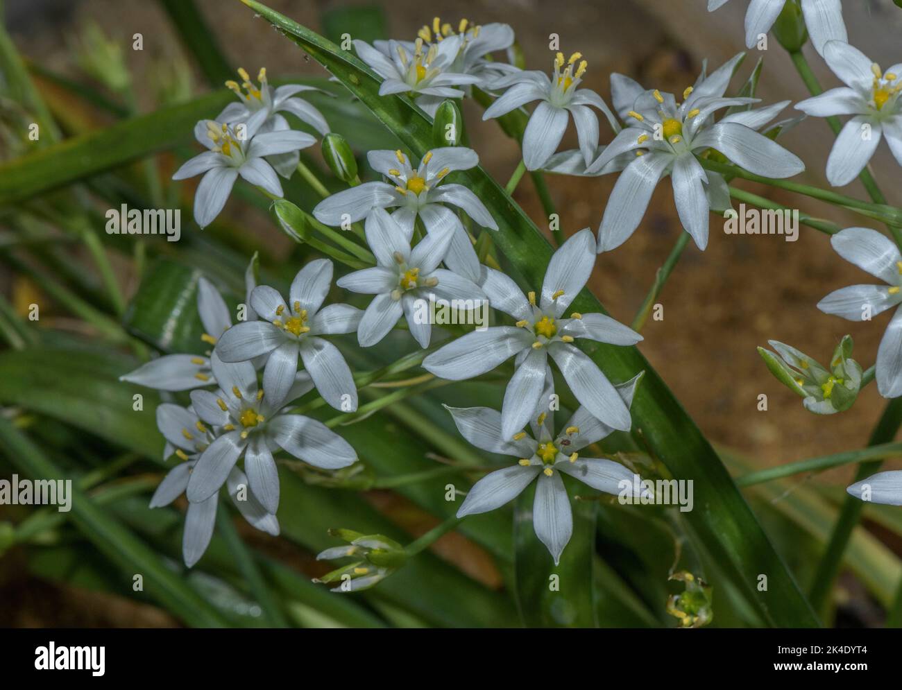 Stella di montagna di Betlemme, Ornithogalum montanum in fiore. Foto Stock