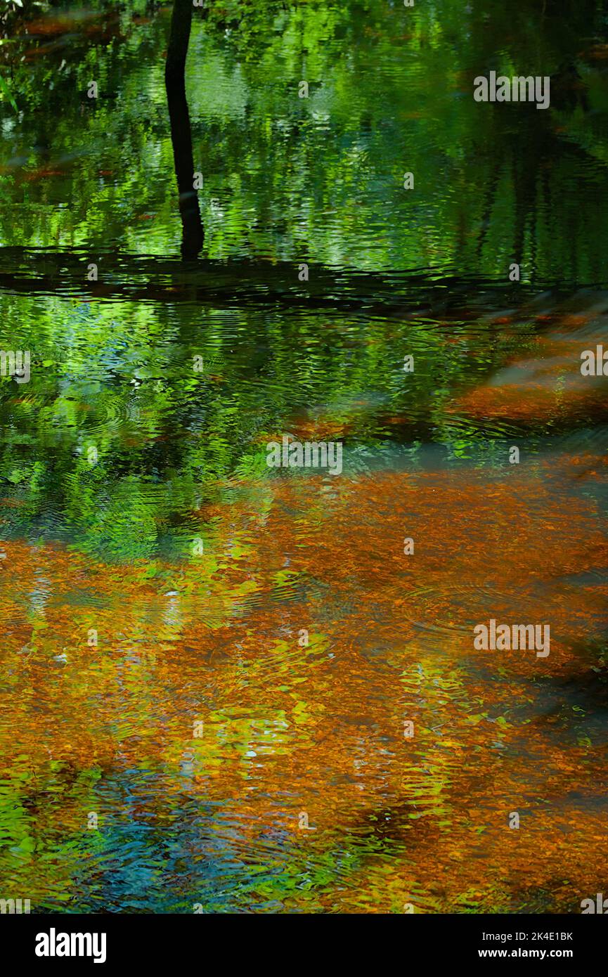 Riflessione di alberi di legno nell'acqua che contrasta con il fondo di Shingle dell'acqua di Dockens di ruscello in Blashford, New Forest UK Foto Stock