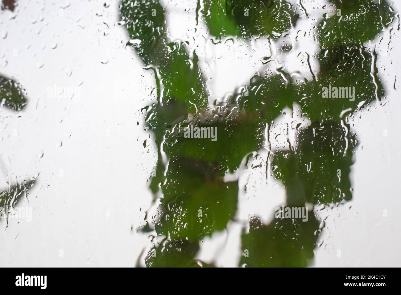Pioggia all'esterno del finestrino. Sullo sfondo di vetro bagnato, le foglie della pianta sono ondate dal vento con la pioggia. Foto Stock