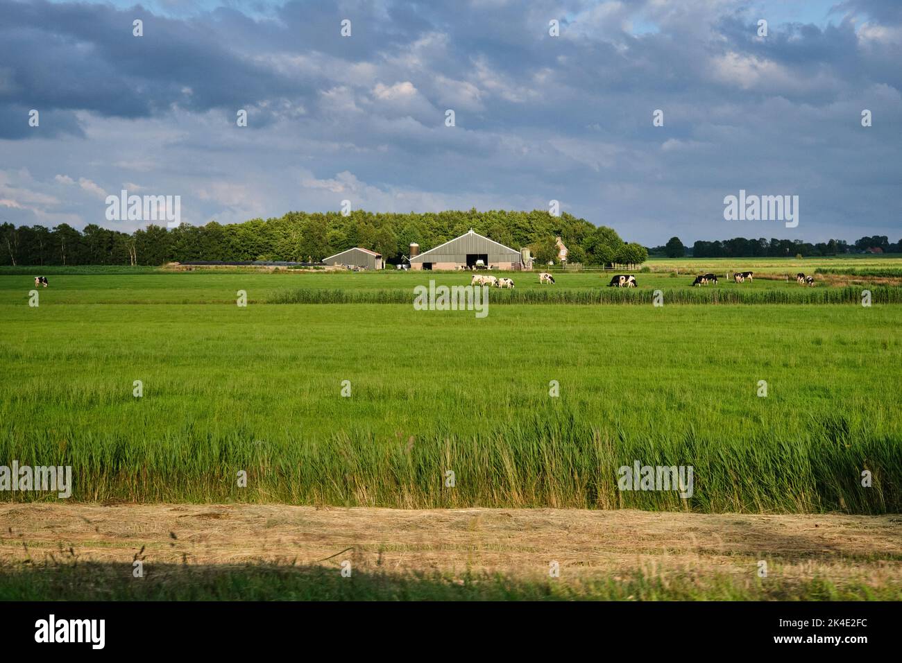 Mucche in pascolo con fattoria in background. Il governo olandese vuole espropriare gli agricoltori per ridurre il bestiame per risolvere la crisi dell'azoto Foto Stock