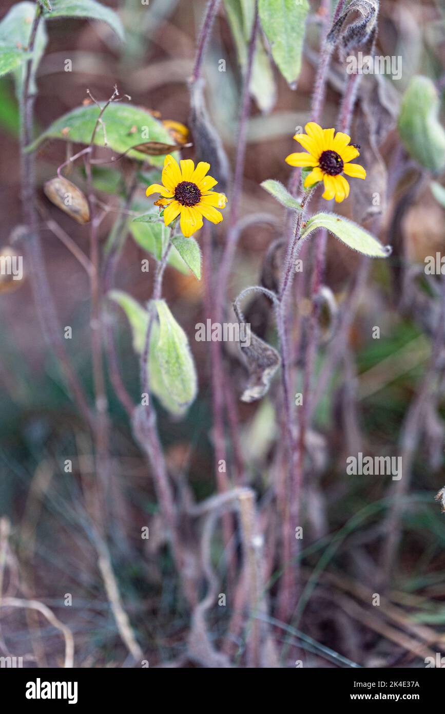 Rudbeckia peloso. Fiore giallo decorativo simile ad un girasole. Fiore con petali gialli. Foto Stock