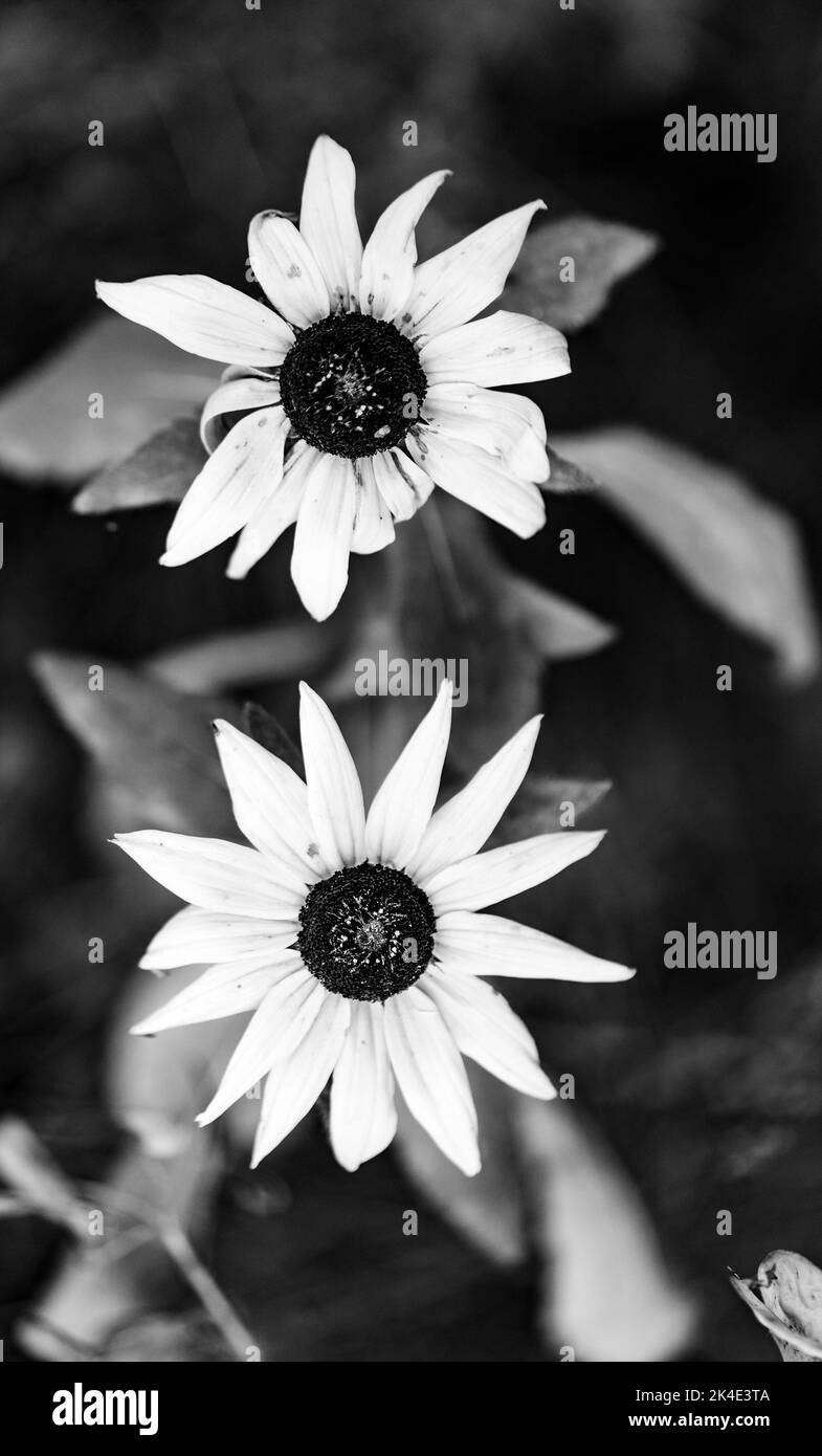 Rudbeckia peloso. Fiore giallo decorativo simile ad un girasole. Fiore con petali gialli. Foto Stock