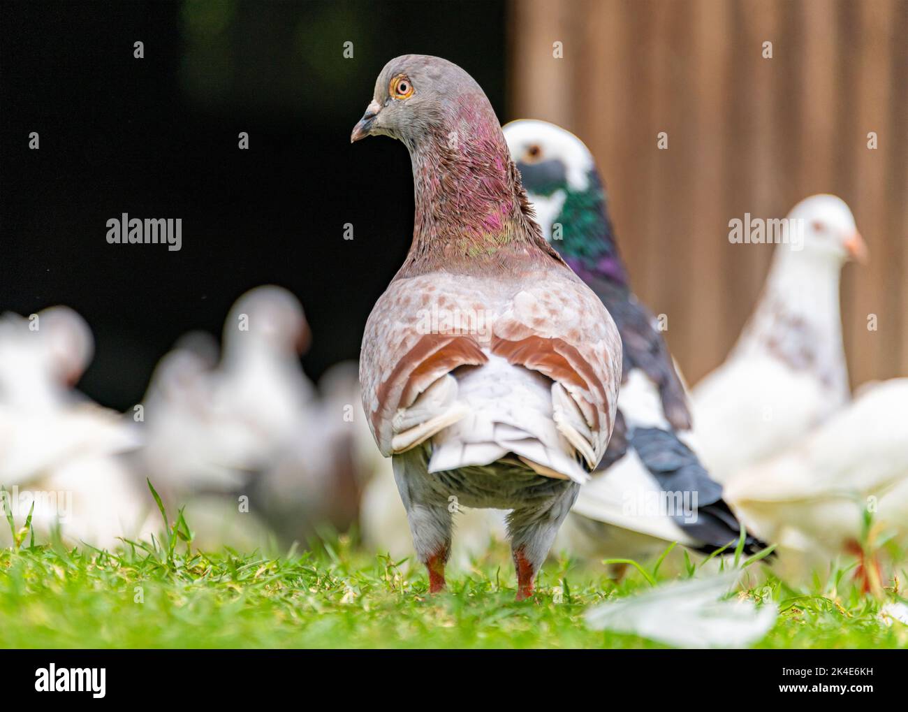 Bei piccioni grigi su erba verde Foto Stock