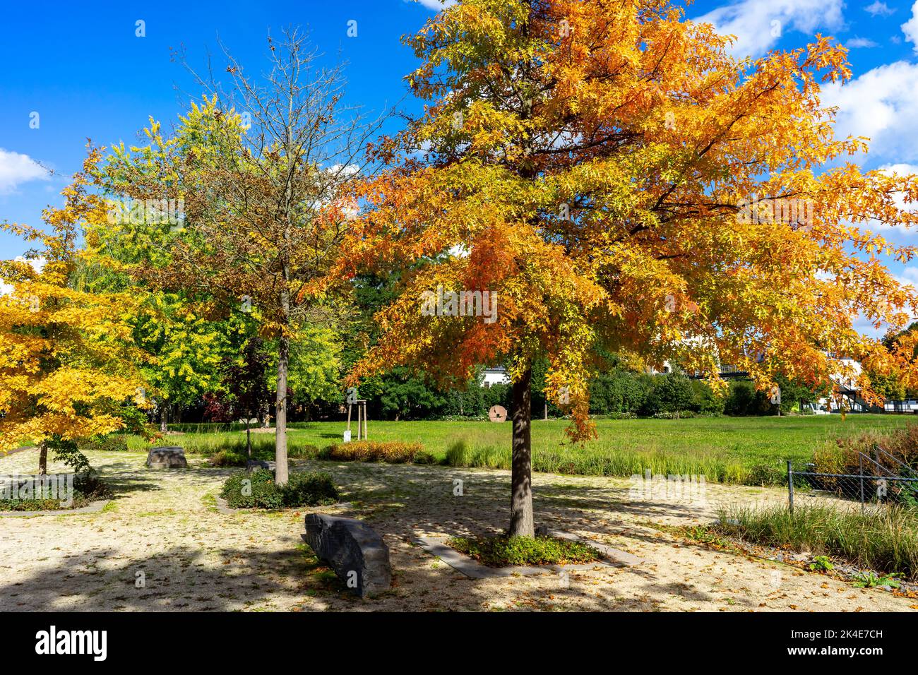 Alberi colorati nel parco stagione autunno Foto Stock