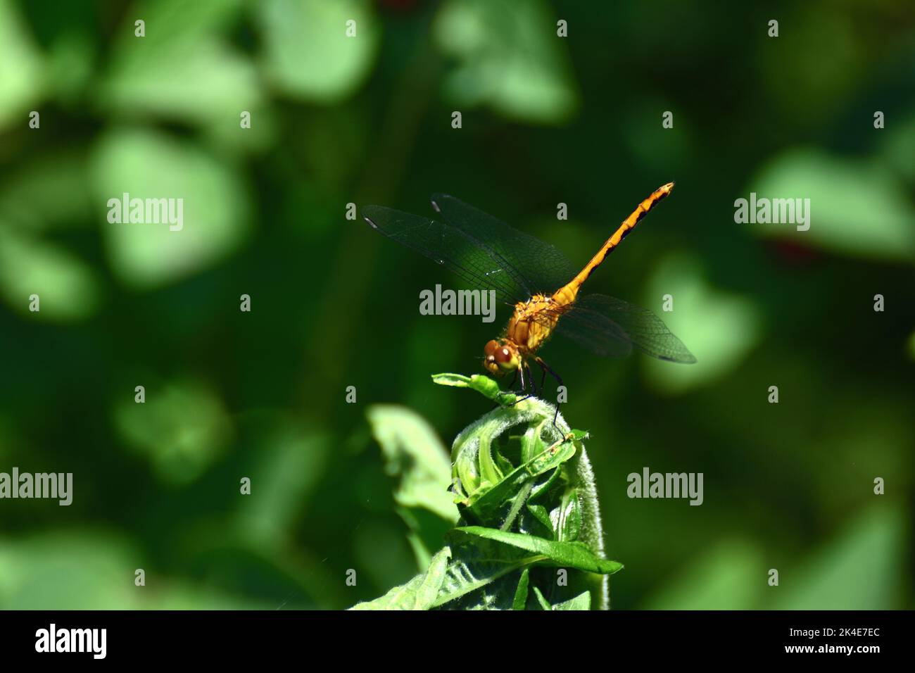 Un primo piano di un rubicundulum di Sympetrum su una foglia verde con sfondo sfocato Foto Stock