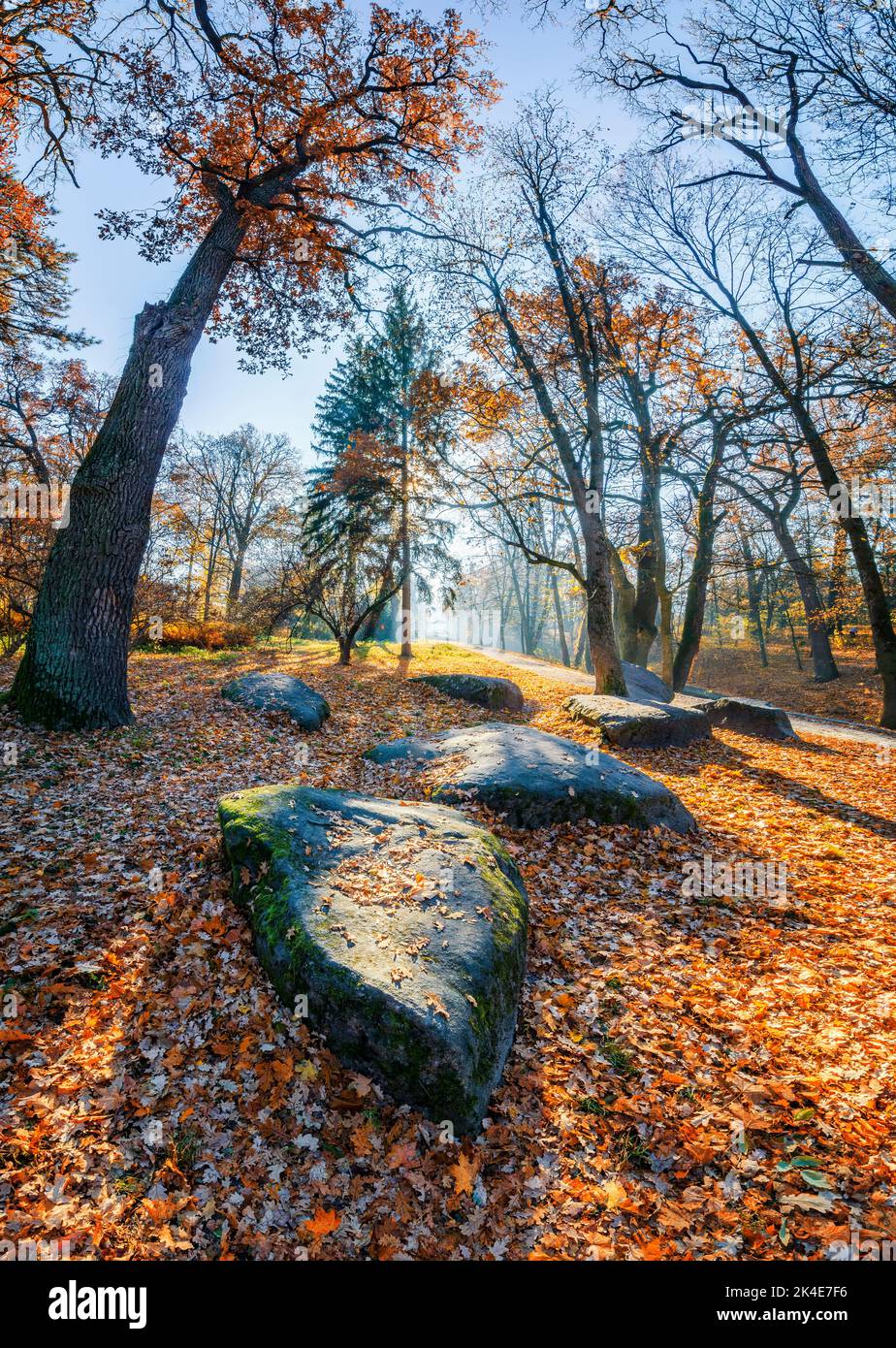 Bella stagione autunnale nel parco. Tappeto di foglie rosse a terra Foto Stock