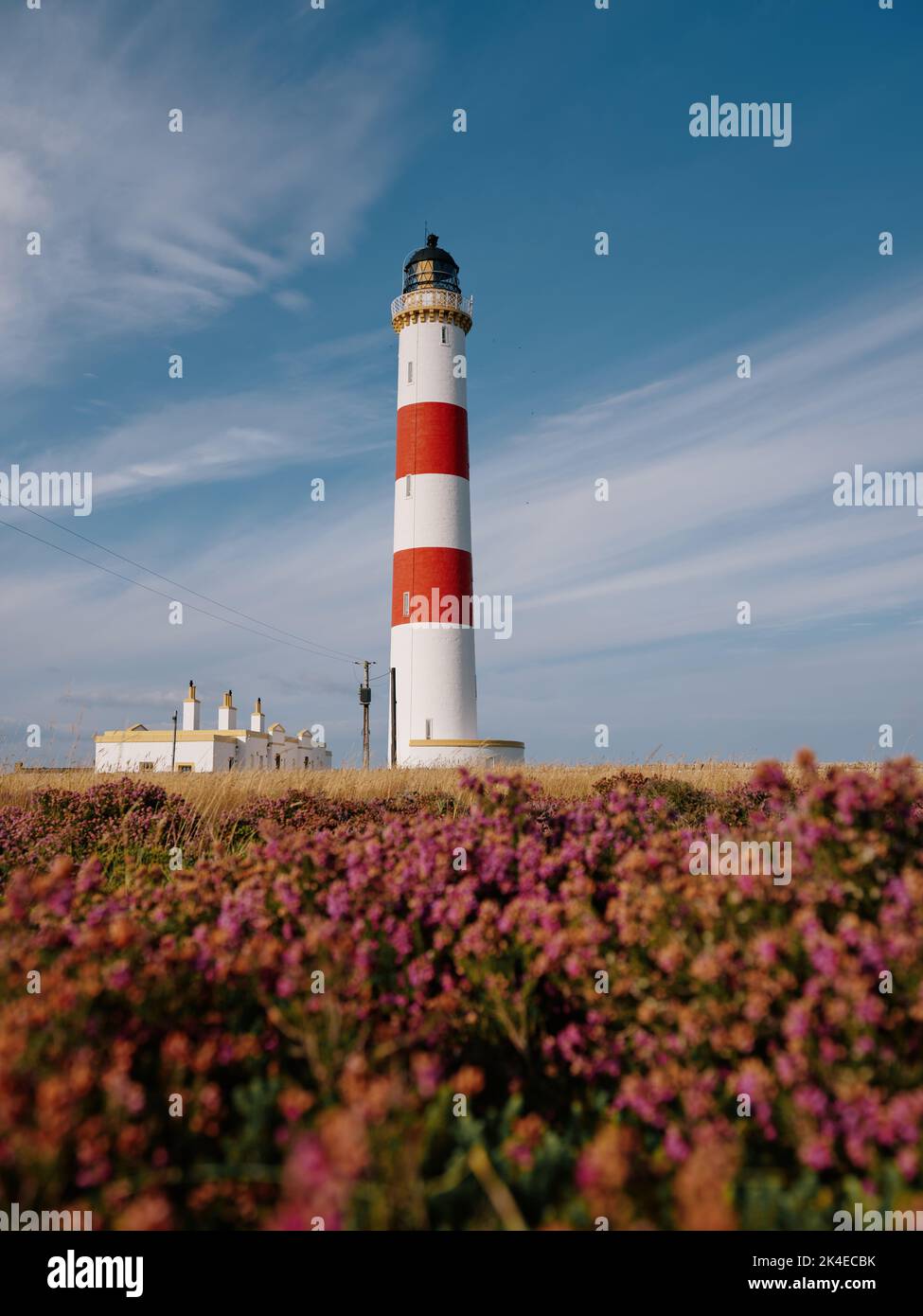 Faro di Tarbat Ness in un mare di erica porpora estiva, Tarbat Ness, Tain & Easter Ross, Cromartyshire, Scozia UK Foto Stock