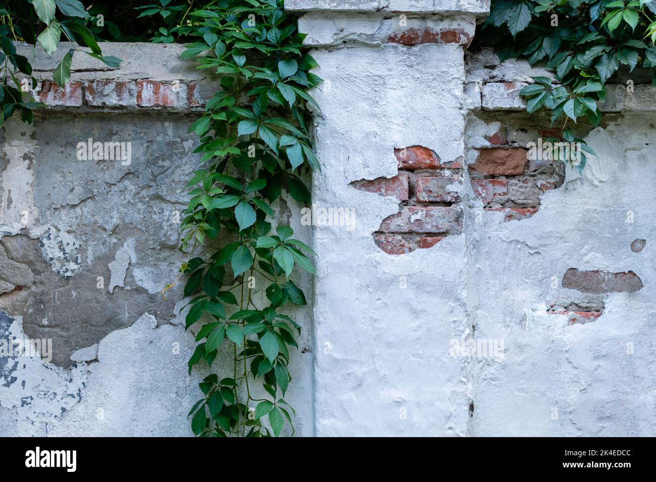 Recinzione in pietra di mattoni con intonaco da peeling bianco e arbusti da arrampicata penzolanti Foto Stock