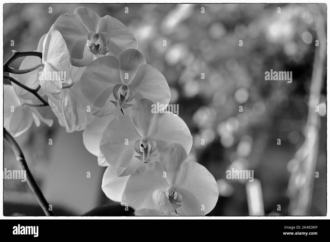 Foto in bianco e nero di un'orchidea. Foto di alta qualità da un'orchidea nel nostro salotto. Foto Stock