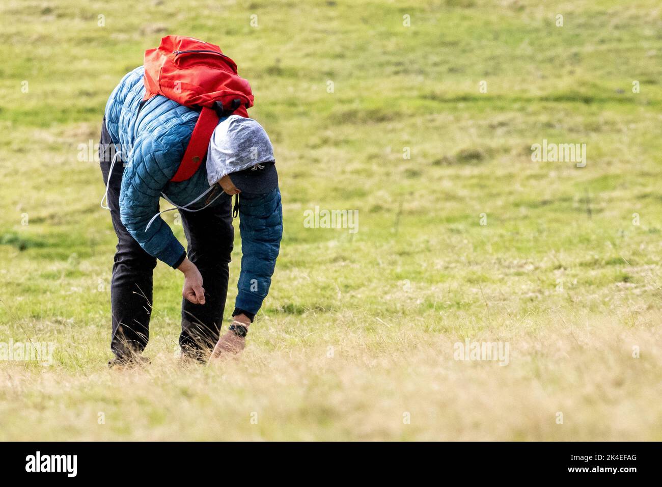 Giovane che raccoglie funghi come cibo libero selvaggio in un campo nello Yorkshire, Inghilterra, Regno Unito Foto Stock
