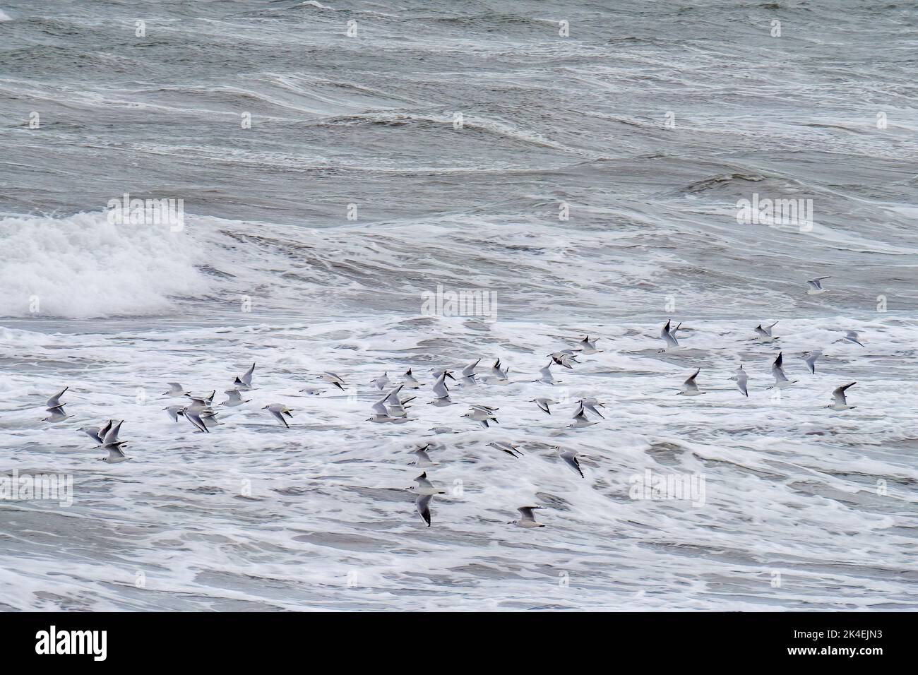Gabbiani in volo sul mare tempestoso, Nord Devon, Inghilterra. Foto Stock