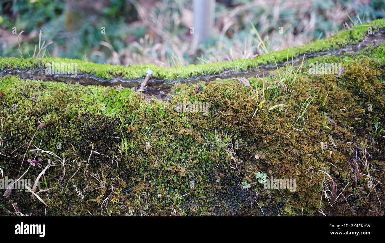 Una formazione naturale di gesso nella Baviera Altmuehltal Foto Stock