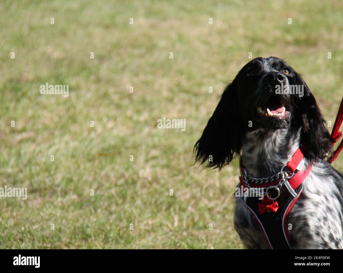 La testa di un cane Pedigree Springer Spaniel. Foto Stock