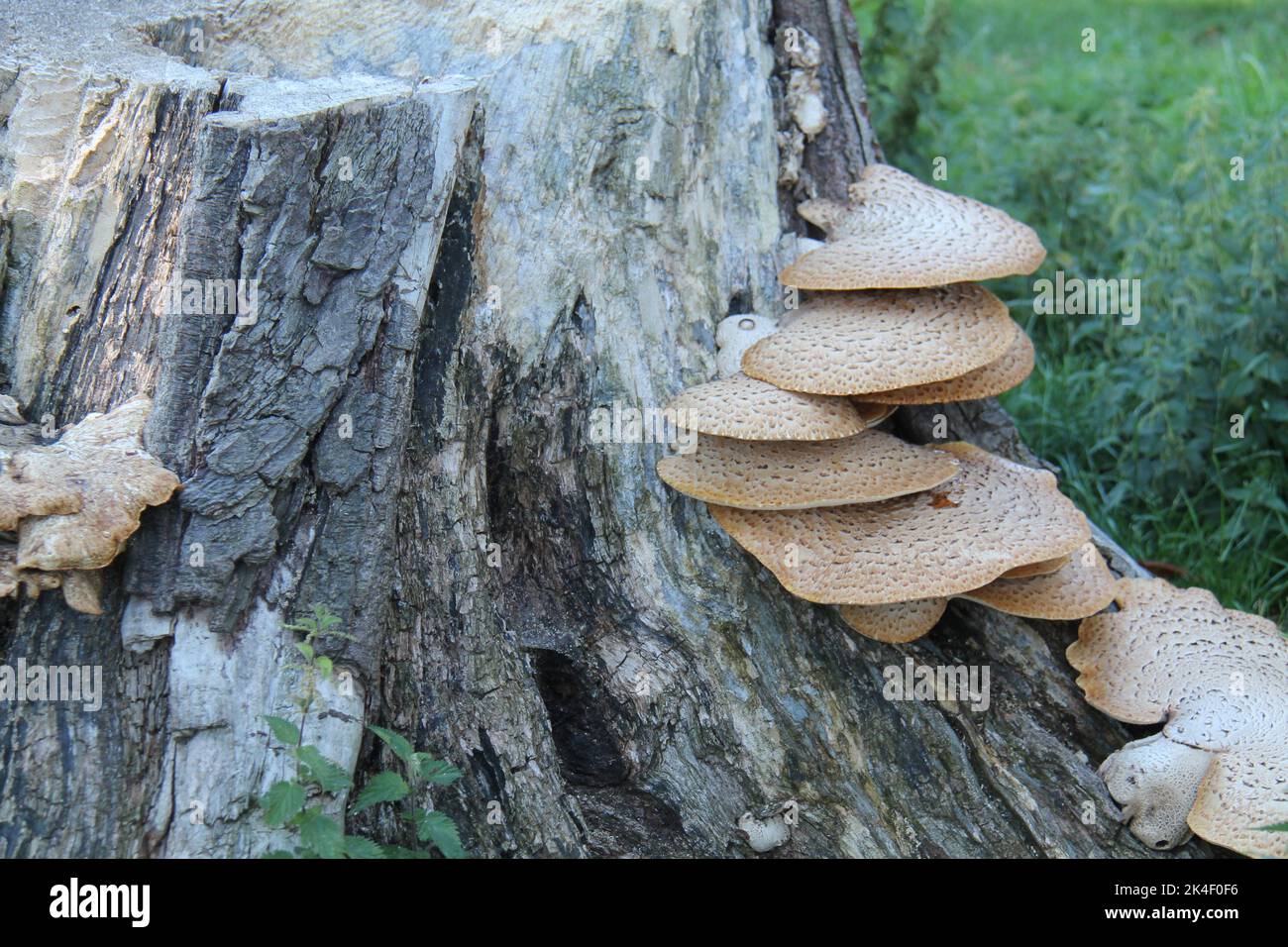 Alcuni Fungo di staffa grande che crescono su un ceppo dell'albero. Foto Stock